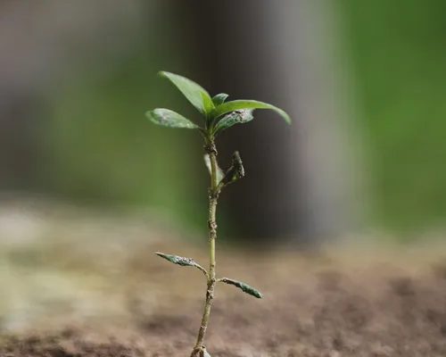 Hands holding soil with a young green seedling